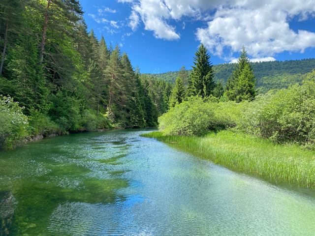 Der kristallklare, grüne Fluss Jesenica, umgeben von Wald