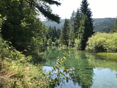 Klarer Fluss zwischen Nadelwäldern