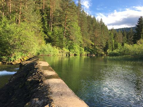 Der Fluss am Waldrand an einem sonnigen Tag