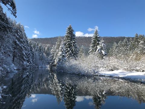 Ruhiger Fluss, in dem sich verschneite Tannen spiegeln